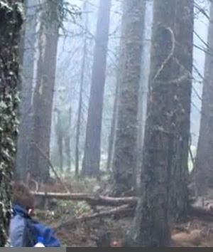 The tall alien of Plavdiv Woods